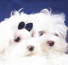 Maltese Puppy And Dog Age Equivalence Milestones