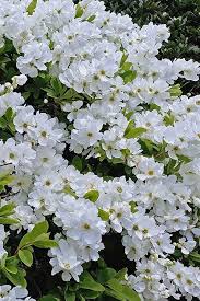 Image result for Exochorda