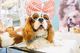 View location map, opening times and customer reviews. China Spends 29 Billion On Pampering Pets As Birthrate Slows Bloomberg