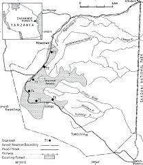 Image result for Tessmannia burttii