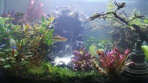 Sungai Bambu Tanjung Priok Aquascape Aquarium Tanjung Priok