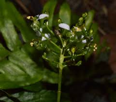 Image result for Aneilema