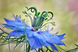 Natural green, with deep burgundy, striped pod. Photography Nature Macro Flowers Purple Blue Love In The Mist Cattanblog