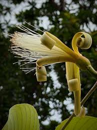 Image result for Pseudobombax