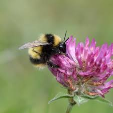Image result for Bombus balteatus