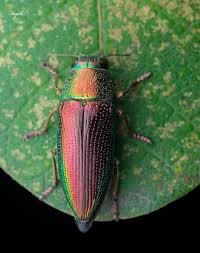 Image result for Chrysochloa