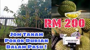 Cara semai biji durian yang. Tau Dak Boleh Tanam Durian Dalam Pasu Youtube