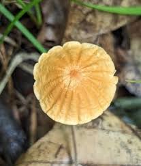 Image result for Marasmius siccus