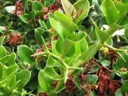 Image result for Carissa tetramera