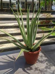 Lidah buaya merupakan 1 dari 10 tipe tanaman terlaris di dunia yang mempunyai potensi untuk dapat dikembangkan sebagai. Pokok Lidah Buaya Aloe Vera Besar Home Furniture Gardening On Carousell