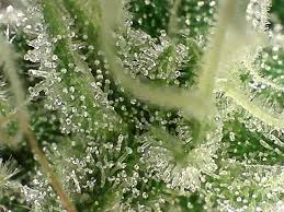 Make Your Buds Sparkle With More Trichomes Grow Weed Easy