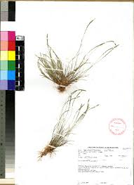 Image result for Tripogon