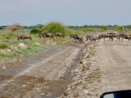 Image result for Ozoroa nigricans