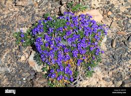 Image result for Aptosimum procumbens