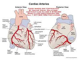 Left anterior descending artery d1: Arteries Page 2 Anatomy Exhibits