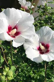 White hibiscus flowers can be obtained by planting the lucky seed in a small planter box and waiting seven days. How To Grow Hardy Hibiscus Gardener S Path