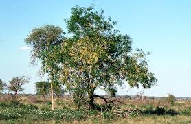 Image result for Cassia abbreviata