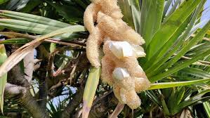 Image result for Pandanus sp. A