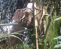 Maybe you would like to learn more about one of these? Telusur Budidaya Pohon Aren Brahmana Di Sibolangit Asarpua