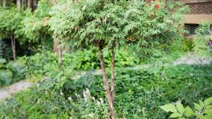 Trees are an important part of every community. 18 Best Small Trees For Tiny Yards
