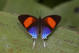Common Posy Drupadia Ravindra Boisduvalli Photographed By Antonio Giudici Morning Mist Resort Khao Sok Np Thailand Butterfly Photos Butterfly Dragonfly Art