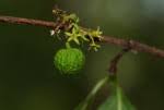 Image result for Vangueria proschii