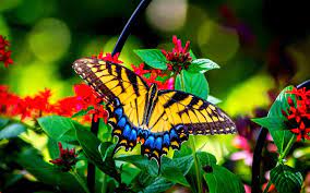 Check spelling or type a new query. Nature Butterfly Wallpapers 4k Hd Nature Butterfly Backgrounds On Wallpaperbat