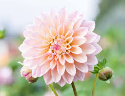 Located in , tillamook oregon and serving portland oregon, i employ sustainable, natural growing methods. How To Plant Dahlia Tubers The Flowering Farmhouse