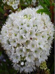 Blue Sky Nursery Rhododendron Rhododendron Milky Way Elepidote Diversipilosum Sky Nursery Landscape Contractor Wholesale Nursery