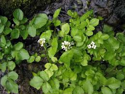 Image result for Nasturtium officinale