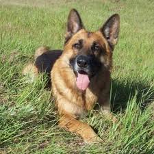 Image result for german shepherd dog