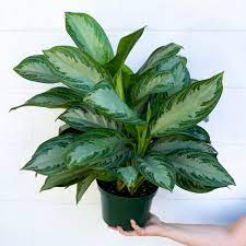 Easy to care for and great for beginners! Aglaonema Silver Bay Chinese Evergreen A Succulent Day