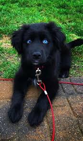 Feel free to browse hundreds of active classified puppy for sale listings, from dog breeders in pa and the surrounding areas. Pin On So Sweet