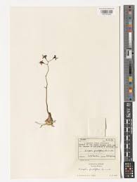 Image result for Eulophia clitellifera