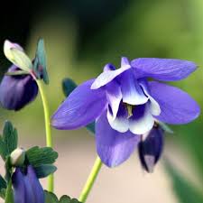 Image result for Aquilegia flabellata ministar
