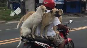The long awaited, much anticipated, highly requested video. Happy Days Three Dogs Enjoy Motorcycle Ride Sputnik International