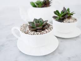 Since a teacup / dish garden has no drainage hole, it requires very similar setup as a terrarium. Diy Teacup Gardens And Planters The Garden Glove