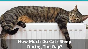 However, there's much more to it than just plain sleeping. How Much Do Cats Sleep During The Day How Many Hours Are Needed