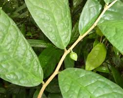 Image result for Octolepis