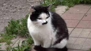 Image result for kitler