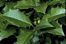 Evergreen holly shrubs are hugely popular for their easy growing and versatile. Ilex Opaca Wikipedia