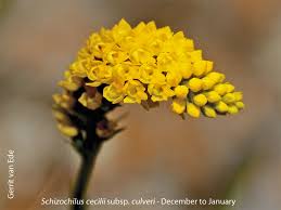 Image result for Schizochilus