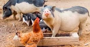 Is Pork Really Haram About Islam Farm Animals Pet Day Animals
