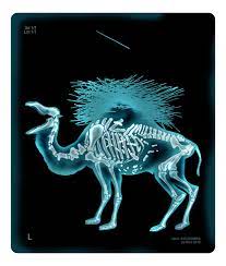 No way, said the camel. The Straw That Broke The Camel S Back My Window Izhar Cohen