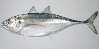 Bagus nama nama ikan lautnya lumayan. 7 Jenis Ikan Laut Dangkal Yang Biasa Dikonsumsi Dipancing Pintarpet