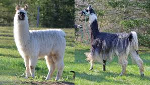 Image result for llama