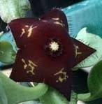 Image result for Aloe myriacantha