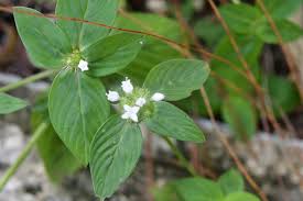 Image result for Spermacoce ruelliae