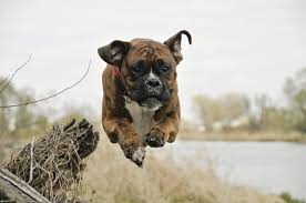 As health science has evolved, we know so much more about human anatomy, physiology, nutrition, and what it takes to thrive. The Best Dog Food For Boxers In January 2021 With Buyer Guides