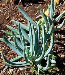Image result for Senecio pleistocephalus
